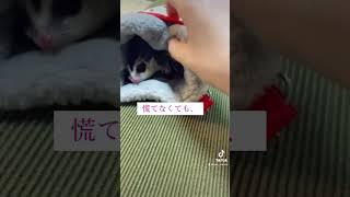 おやつを取り合うモモンガ達笑#フクロモモンガ  #フクモモ  #動物  #みゅうふぁみりー