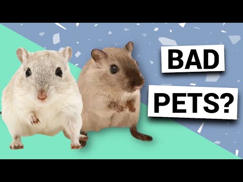Can you keep a gerbil in a hamster cage?
