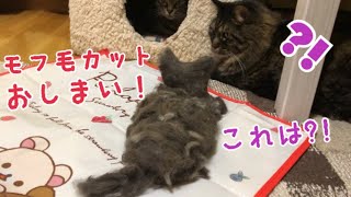 モフ毛カット一旦終了！カットしたモフ毛で…ｗの巻【うちの子４にゃんず】