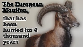 Rare European Mouflon || People maybe seen at distance of upto 1000 meters