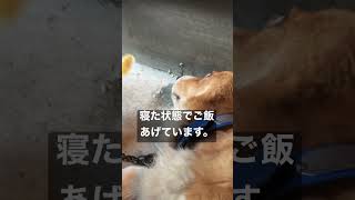 【愛犬コーギーと下僕の1日】寝たきりになりました　#コーギー #癌 #リンパ腫 #失明