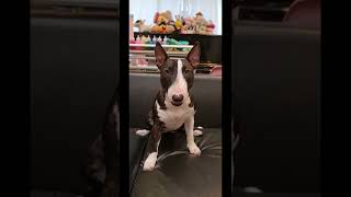 เมื่อน้องหมาได้ยินเสียง ปิ๊ปๆ Dog Reaction So Cute | bull terrier happy dog