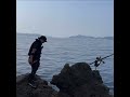 【悲報】石鯛釣りどころじゃなくなる瞬間。 大物釣り shorts fishing