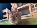 うさぎの日常を覗いてみましょう！！let s take a look at the daily life of a rabbit