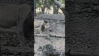 インドライオン☆よこはま動物園ズーラシア