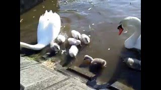 ヒナ８羽全員元気　20160504　手賀川浅間橋上流のハクチョウ白鳥スワンSWANS