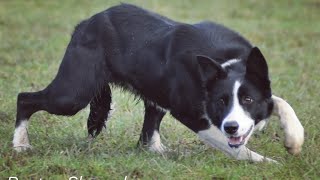 LOT 50: ROO - 5.2.25 - Farmers Marts Dolgellau Online Sheepdog Auction