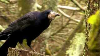 Rooks in The Rain - Rook - Corbeau Freux