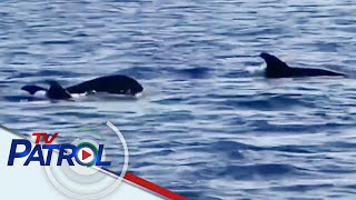 30 Dolphins nasilayan sa Balut Island sa Sarangani | TV Patrol