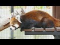 2018.1.28 red panda　レッサーパンダ　ヤマト（2歳♂）　出園前日　（日本平動物園）