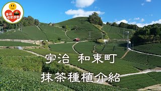 宇治 和束町 抹茶種植環境介紹