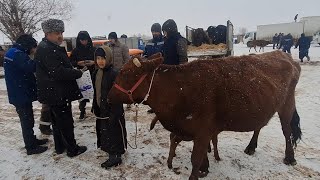 СУТДОР ОНА БОЛА ВА БУГОЗ СИГИЛАР ЯНГИ НАРХЛАРИ ХОРАЗМ БОГОТ МОЛ БОЗОРИ 12 ФЕВРАЛЬ 2025-ЙИЛ