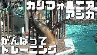 一生懸命トレーニングをする　カリフォルニアアシカ　上野動物園 2021/11/10 California sea lion husbandry training  UENO ZOO IN TOKYO