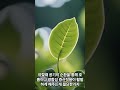 베하몰 실내 화초 기르기🪴식물🌱 공기순환의 중요성🍃