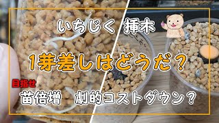 【いちじく】1芽挿しにチャレンジ！ 苗倍増  劇的コストダウン