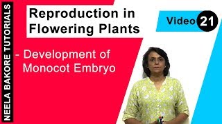 Reproduction in Flowering Plants | NEET | Development of Monocot Embryo | Neela Bakore Tutorials