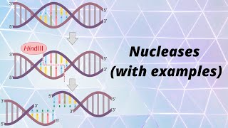 Nucleases (with examples)