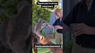 National Volunteer Week - Celebrate our Koala Carers!