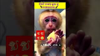 🐒 ଏମିତି ବି ସାହାଯ୍ୟ କରନ୍ତି 😯 | fact in odia #fact #animals #amazingfacts #viralshort #monkey #shots