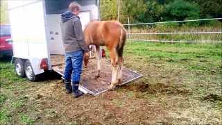 Varsan opettaminen traileriin operantisti. Teaching a foal to load into the trailer.