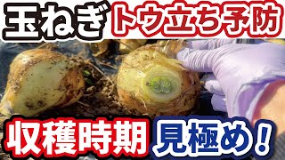 【玉ねぎ】収穫遅れは失敗する！トウ立ちしない収穫タイミング！残渣で土づくりするコツ