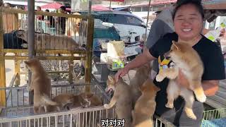 河南最大的宠物犬市场，成功捡漏500块的柯基，品相完美