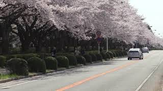 つくば農林研究団地桜並木 の桜