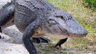 Mama Gator protects her young by chasing me down a dike.