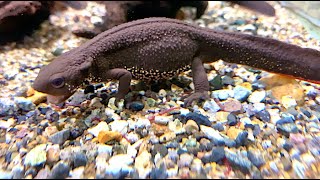 アカハライモリ　Japanese fire belly newt　Cynops pyrrhogaster