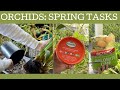 Orchid growing: spring tasks!