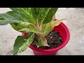 6 different varieties of aglaonema aglaonema plants in my home garden part 1