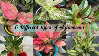 6 different varieties of Aglaonema | Aglaonema plants  in my home garden part 1