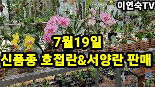 7월19일 신품종 호접란\u0026서양란 판매010 5121 5030