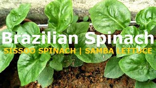 Health Benefits of Brazilian Spinach