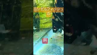 エンゼルフィッシュの餌食べ動画【アクアリウム】