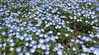 ネモフィラの花畑を30分眺めてみた！癒やしの風景、青い花いっぱいの景色に癒やされた時間（2021 03 30：浜名湖ガーデンパーク）