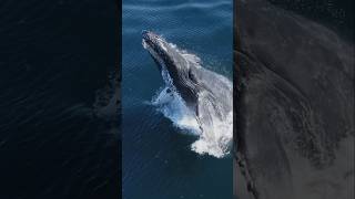 An amazing Humpback Whale breach!