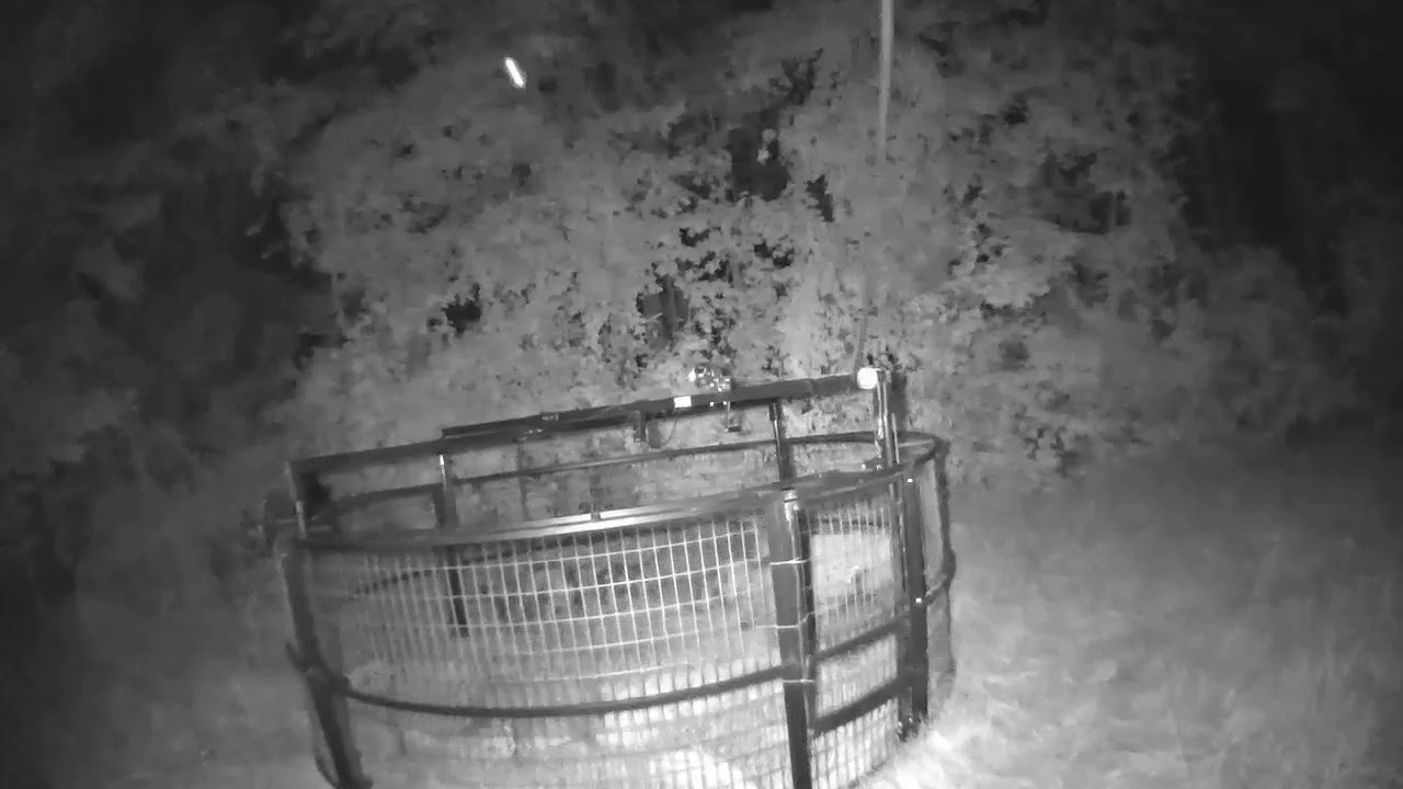 Testing The Round Big Pig Trap Site Number 2 Youtube