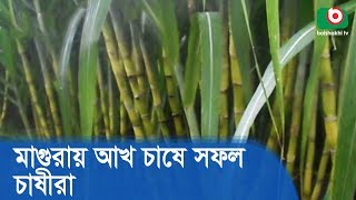 মাগুরায় আখ চাষে সফল চাষীরা | Sugarcane Cultivation | Current News Stories