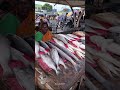 😱₹600 Sheela Fish || Kasimated Fish Market || As Anser #fish #kasimedu #chennai