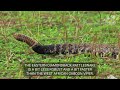 Gaboon viper vs. Eastern diamondback rattlesnake - Battle of the deadly snakes