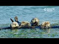 12 hours of sea otters sleeping in monterey bay ambient ocean sounds littoral relaxocean