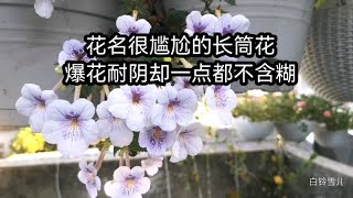 名字容易被误解的一款爆花型长筒花，耐阴且花量极大