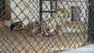 புலி குட்டி மற்றும் தாய் புலி (whiteTiger)