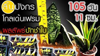 ปักชำใบลิ้นมังกรโกลเด้นเฟรม 3 เดือนครึ่ง หน่อสูง 11 ซม. พัฒนาการหลังปักชำลิ้นมังกรโกลเด้นเฟรม 105วัน