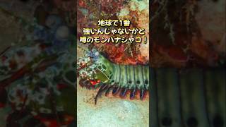 おもしろ雑学　地球で一番強い生物 #豆知識 #雑学 #shortvideo #shorts