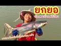 ยกยอ หนองเหมา เอ-บอย ►Fishing lifestyle Ep.743