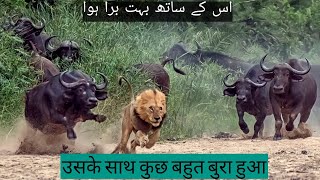 The Best Of Animal Attack 2022 -Most Amazing Moments Of Wild Animal/Caught on camera/Animal attacks/