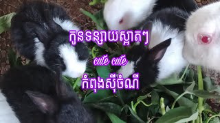 ទន្សាយ​តូច​ស្អាតៗគួរ​ឱ្យ​ស្រឡាញ់​🐰🐰 lovely small rabbits are beautiful 🐰🐰