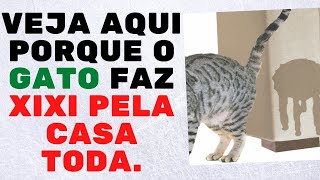 VEJA OS MOTIVOS E COMO RESOLVER O PROBLEMA DO GATO QUE FAZ XIXI PELA CASA TODA.